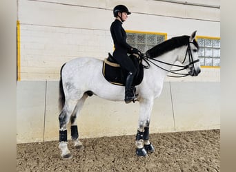 PRE Mix, Gelding, 10 years, 16.2 hh, Grey-Dapple