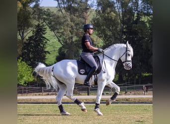 PRE, Gelding, 10 years, 16.2 hh, Grey