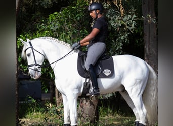 PRE, Gelding, 10 years, 16.2 hh, Grey