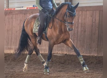 PRE, Gelding, 10 years, 16,3 hh, Bay