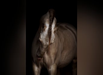 PRE Mix, Gelding, 10 years, 16 hh, Cremello