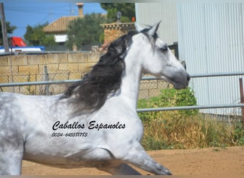 PRE Mix, Gelding, 10 years, 16 hh