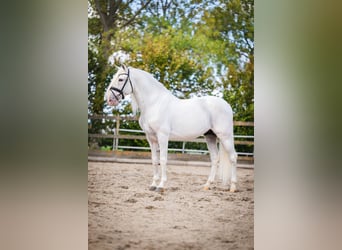 PRE Mix, Gelding, 10 years, 16 hh, Grey