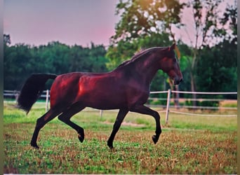 PRE, Gelding, 10 years, 16,2 hh, Brown