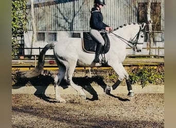 PRE Mix, Gelding, 10 years, 16,2 hh, Grey-Dapple