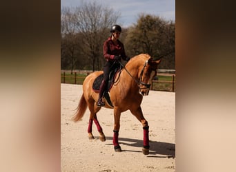 PRE, Gelding, 10 years, 17,1 hh, Chestnut