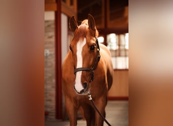 PRE, Gelding, 10 years, 17,1 hh, Chestnut