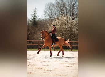 PRE, Gelding, 10 years, 17,1 hh, Chestnut