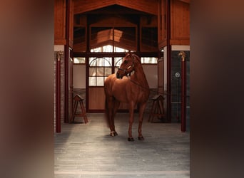 PRE, Gelding, 10 years, 17,1 hh, Chestnut