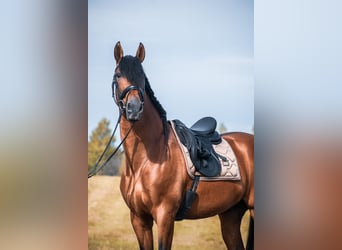 PRE, Gelding, 10 years, 17 hh, Bay