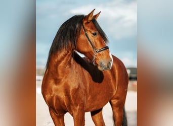 PRE, Gelding, 10 years, 17 hh, Brown