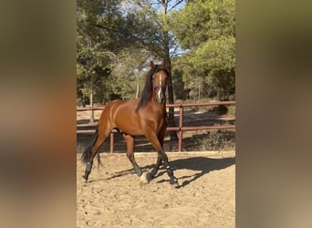 PRE, Gelding, 10 years, 17 hh, Brown