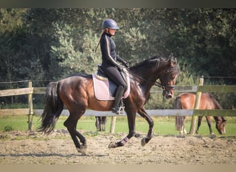 PRE, Gelding, 11 years, 15,1 hh, Bay-Dark