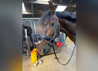 PRE, Gelding, 11 years, 15,1 hh, Bay-Dark