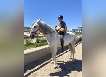 PRE Mix, Gelding, 11 years, 15,1 hh, Gray