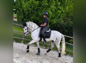 PRE, Gelding, 11 years, 15,1 hh, Gray