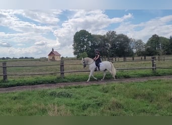 PRE, Gelding, 11 years, 15.1 hh, Grey