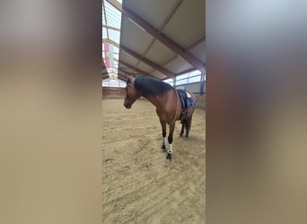 PRE, Gelding, 11 years, 15.3 hh, Brown