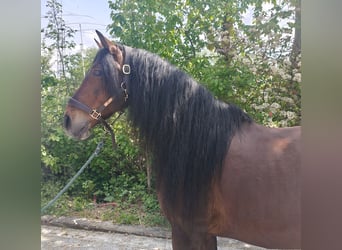 PRE, Gelding, 11 years, 15.3 hh, Brown
