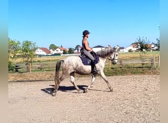 PRE Mix, Gelding, 11 years, 15 hh, Grey-Dapple