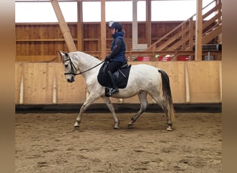 PRE Mix, Gelding, 11 years, 15,1 hh, Grey-Dapple
