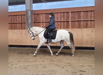 PRE Mix, Gelding, 11 years, 15,1 hh, Grey-Dapple
