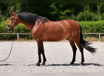PRE Mix, Gelding, 11 years, 15,2 hh, Brown