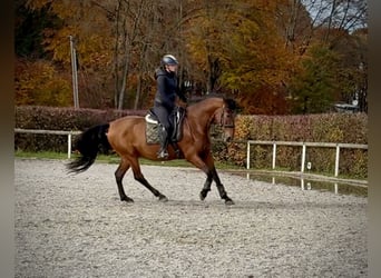 PRE Mix, Gelding, 11 years, 15,2 hh, Brown