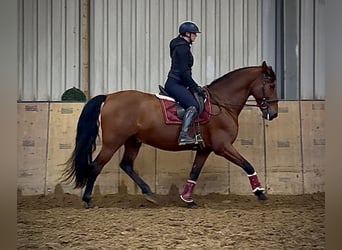 PRE Mix, Gelding, 11 years, 15,2 hh, Brown