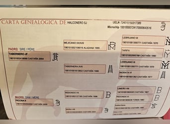 PRE, Gelding, 11 years, 16.1 hh, Brown