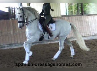 PRE Mix, Gelding, 11 years, 16,1 hh, Gray