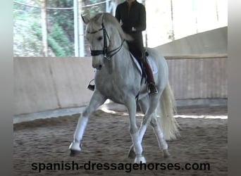 PRE Mix, Gelding, 11 years, 16,1 hh, Gray