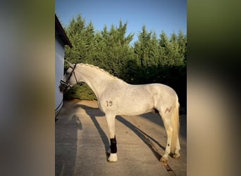 PRE Mix, Gelding, 11 years, 16.1 hh, Grey