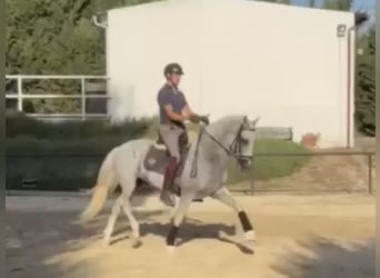 PRE Mix, Gelding, 11 years, 16.1 hh, Grey