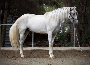 PRE Mix, Gelding, 11 years, 16.1 hh, Grey