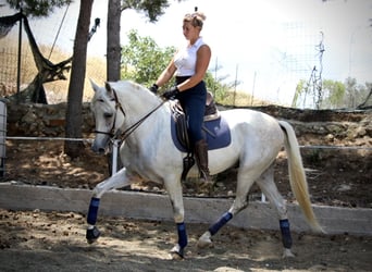 PRE Mix, Gelding, 11 years, 16.1 hh, Grey