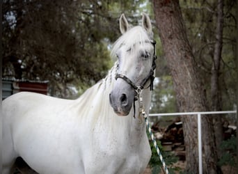 PRE Mix, Gelding, 11 years, 16.1 hh, Grey