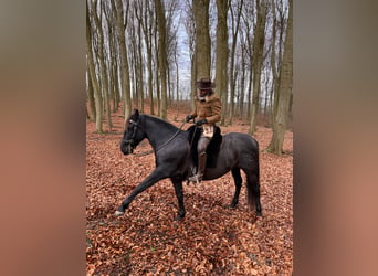 PRE, Gelding, 11 years, 16.2 hh, Black