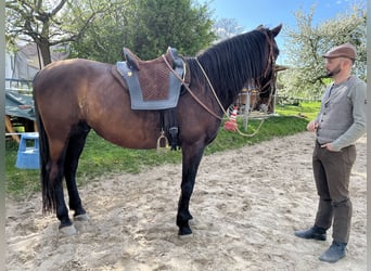 PRE, Gelding, 11 years, 16.2 hh, Black