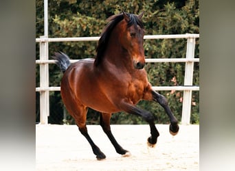 PRE Mix, Gelding, 11 years, 16.2 hh, Brown