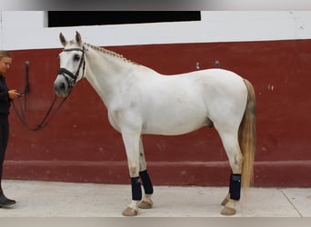 PRE, Gelding, 11 years, 16,2 hh, Can be white