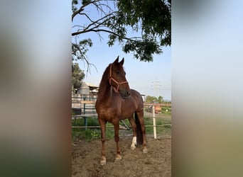 PRE, Gelding, 11 years, 16.2 hh, Chestnut-Red
