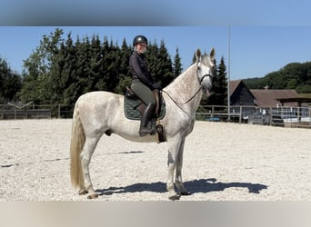 PRE Mix, Gelding, 11 years, 16.3 hh, Grey