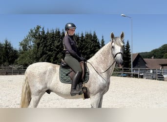 PRE Mix, Gelding, 11 years, 16.3 hh, Grey