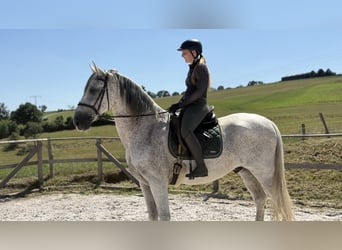 PRE Mix, Gelding, 11 years, 16.3 hh, Grey