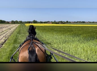 PRE Mix, Gelding, 11 years, 16 hh, Brown