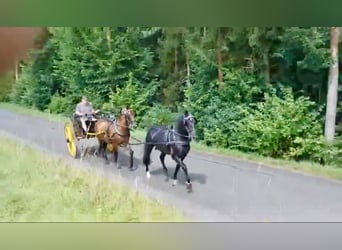 PRE Mix, Gelding, 11 years, 16 hh, Brown