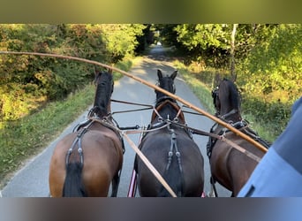 PRE Mix, Gelding, 11 years, 16 hh, Brown