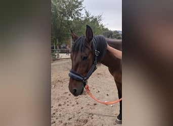 PRE Mix, Gelding, 11 years, 16 hh, Brown