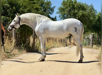 PRE Mix, Gelding, 11 years, 16 hh, Gray